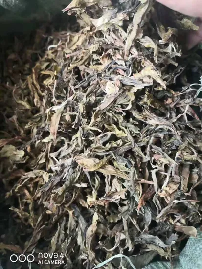 Xigui Ancient Tree Raw Pu Erh Cake Compressed Tea