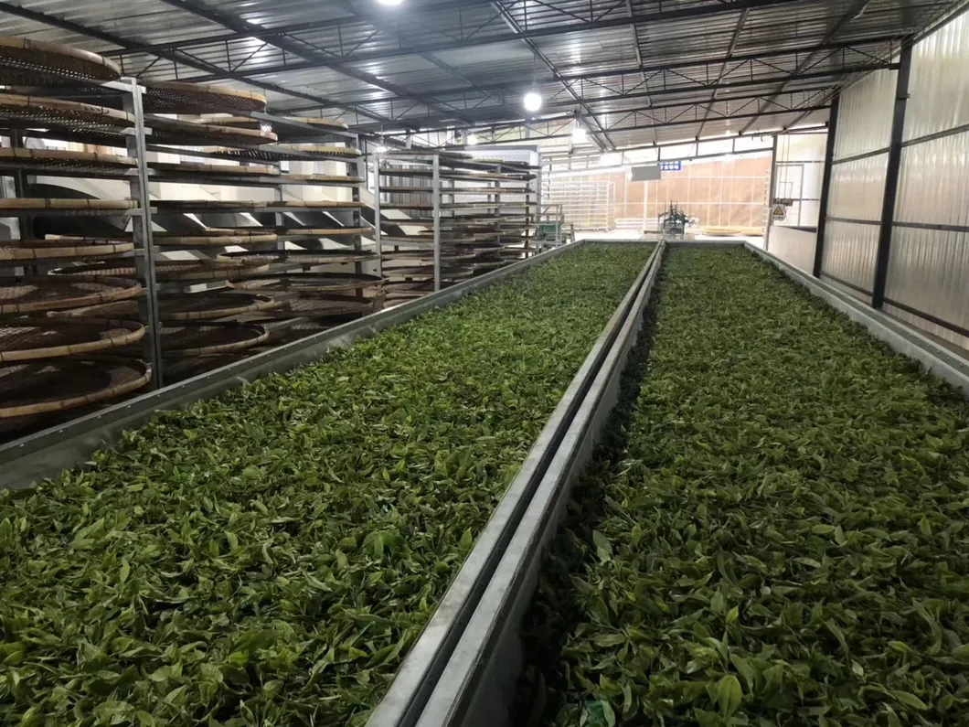 Hochwertige Pu-Erh-Teeblätter, sorgfältig für die Produktion ausgewählt